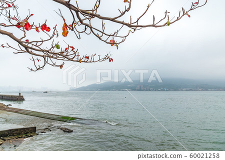 蕭瑟的季節 The bleak season 清涼な季節 淡水 枯葉 枯樹 60021258