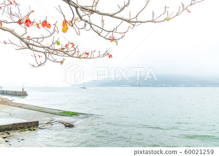 蕭瑟的季節 The bleak season 清涼な季節 淡水 枯葉 枯樹 60021259