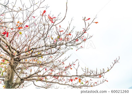 蕭瑟的季節 The bleak season 清涼な季節 淡水 枯葉 枯樹 蕭瑟的季節 The bleak season 清涼な季節 淡水 枯葉 枯樹 60021260