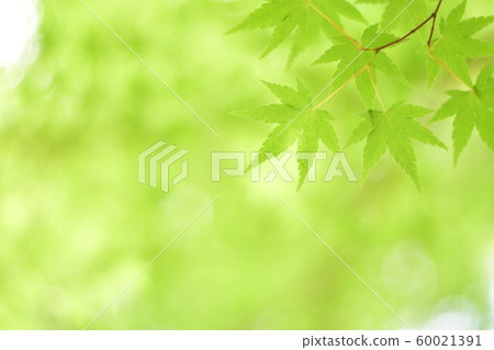 鮮綠色 鮮綠色 60021391