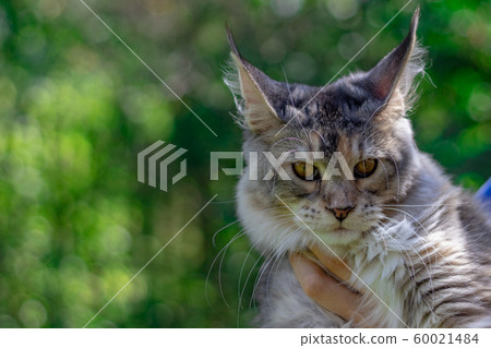 Maine Coon cat on the background of green Sunny 60021484