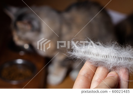 Maine coon combed cat hair in hand 60021485