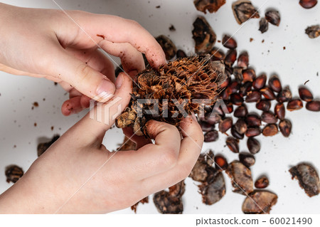 The child brushes his pine cones. Pine nuts on The child brushes his pine cones. Pine nuts on 60021490