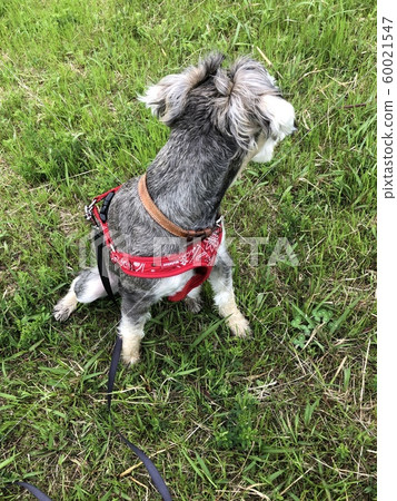 狗轉過身來 60021547