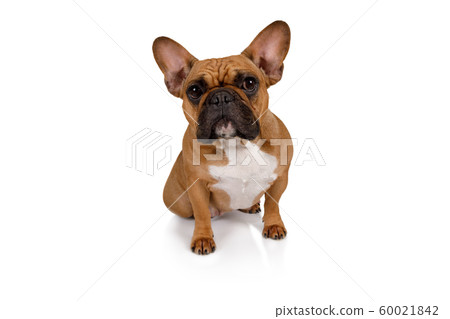 Portrait of French bulldog breed dog Portrait of French bulldog breed dog 60021842