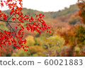 Autumn leaves 60021883