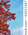 Autumn leaves 60021887