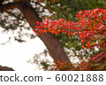 Autumn leaves 60021888