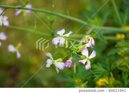 Daikon花 Daikon花 60021941