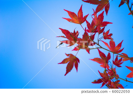 Autumn leaves Autumn leaves 60022050