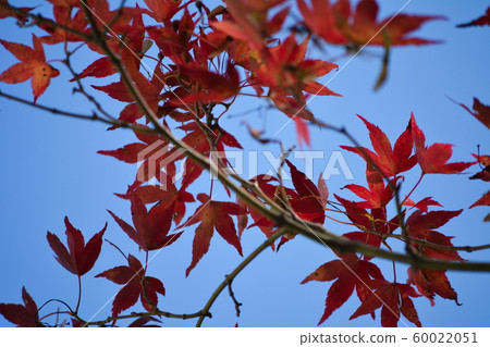 Autumn leaves Autumn leaves 60022051