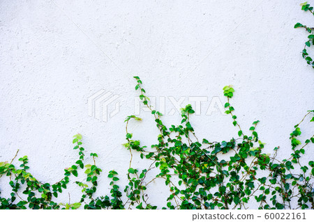 White cement background with plant White cement background with plant 60022161