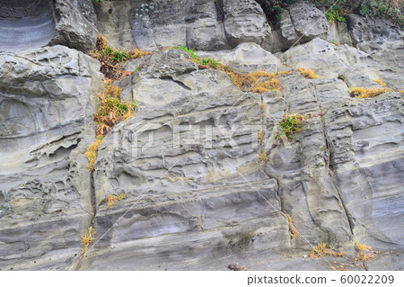 惠比壽島（靜岡縣） 60022209