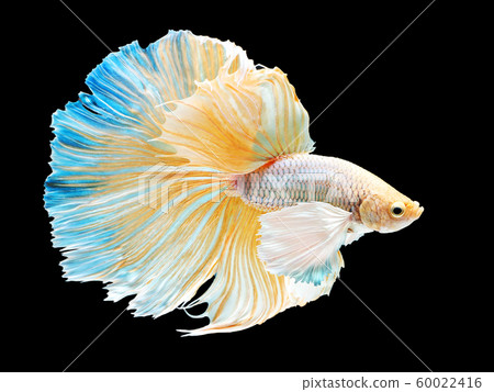 beautiful white Thai fighting fish swimming with long fins and long tail gene. fighting fish isolated on black background. 60022416