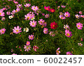Cosmos 60022457