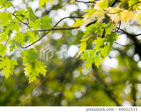 Colorful green & yellow autumn maple leaf on a Colorful green & yellow autumn maple leaf on a 60022531