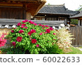 Old house peony 60022633