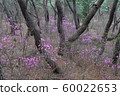 Azalea 60022653