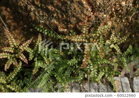 Fern sprouts on stones 60022660