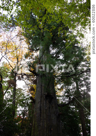 This is a cedar tree that is over 400 years old. 60022886