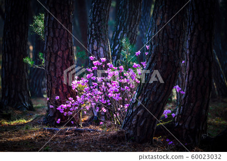 Azalea Azalea 60023032
