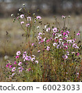 Cosmos 60023033