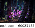 Azalea 60023182