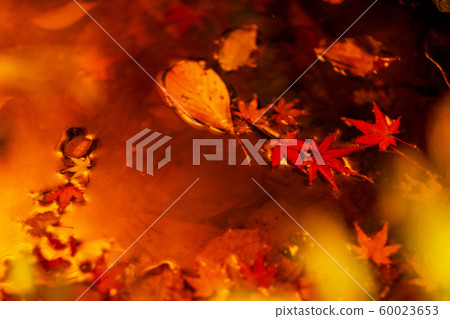 秋天的葉子漂浮在水面上 60023653