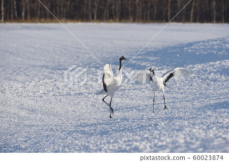Cranes dancing with two (Hokkaido, Tsurui) 60023874