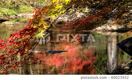 琉球八重瀑布的秋葉 琉球八重瀑布的秋葉 60023932