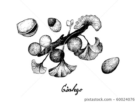 Hand Drawn of Ginkgo Biloba with Leaves and Nuts Hand Drawn of Ginkgo Biloba with Leaves and Nuts 60024076
