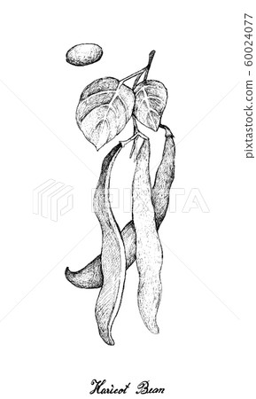 Hand Drawn of Fresh Haricot Bean Plant 60024077