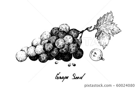Hand Drawing of Fresh Juicy Red Grapes with Seed 60024080