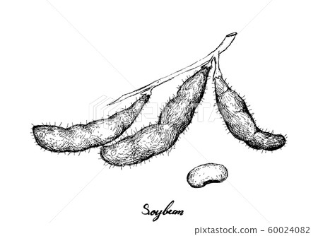 Hand Drawn of Delicious Fresh Soybeans Hand Drawn of Delicious Fresh Soybeans 60024082