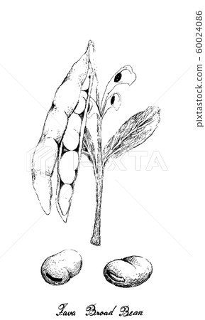 Hand Drawn of Fresh Green Fava Bean 60024086