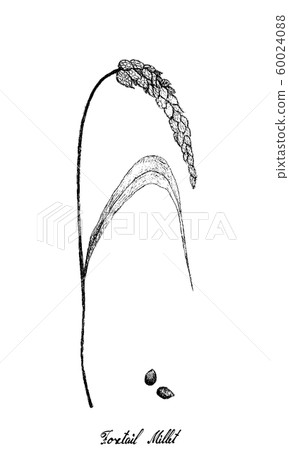Hand Drawn of Ripe Foxtail Millets on White Hand Drawn of Ripe Foxtail Millets on White 60024088