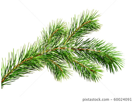 Green Christmas pine twig Green Christmas pine twig 60024091