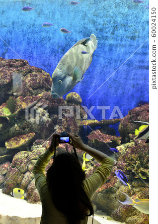 拿破崙魚（玻璃莫奇諾） 60024150