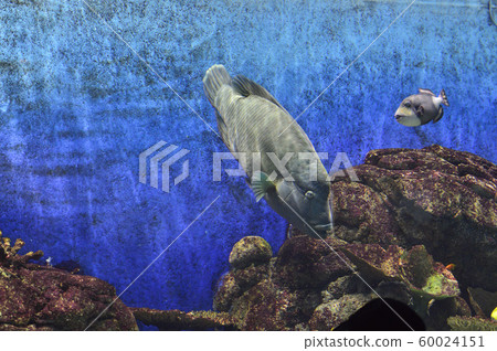 拿破崙魚（玻璃莫奇諾） 60024151