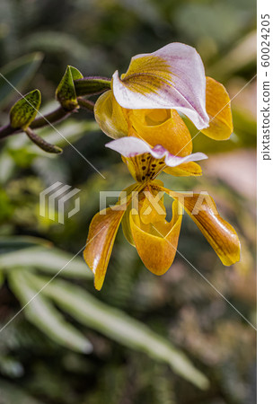 Paphiopedilum orchid on Doi Ang Khang, Chiang Mai, Thailand Paphiopedilum orchid on Doi Ang Khang, Chiang Mai, Thailand 60024205