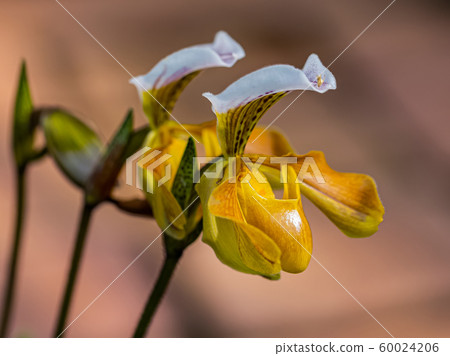 Paphiopedilum orchid on Doi Ang Khang, Chiang Mai, Thailand Paphiopedilum orchid on Doi Ang Khang, Chiang Mai, Thailand 60024206