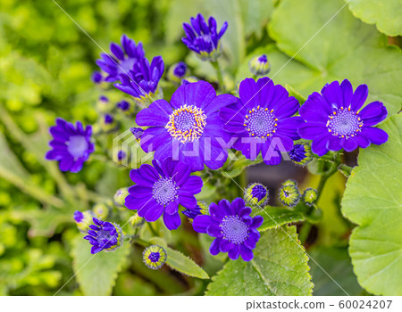 A beautiful blue african daisy A beautiful blue african daisy 60024207