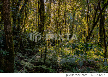 The light and shadow of the rainforest in Doi Inthanon, Chiang Mai, Thailand The light and shadow of the rainforest in Doi Inthanon, Chiang Mai, Thailand 60024214