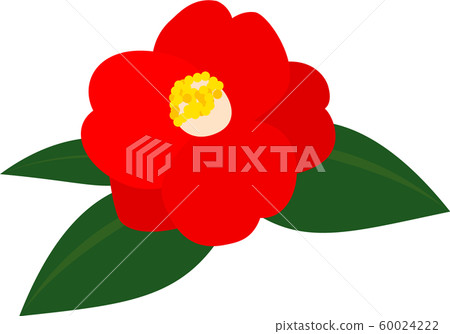 椿椿早春 60024222