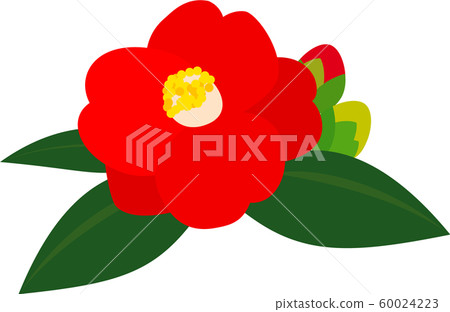 Tsubaki Tsubaki Early Spring Tsubaki Tsubaki Early Spring 60024223