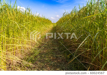 Rice fields in northern Thailand Rice fields in northern Thailand 60024567