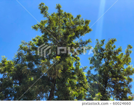 A green tree against a sky.  60024660