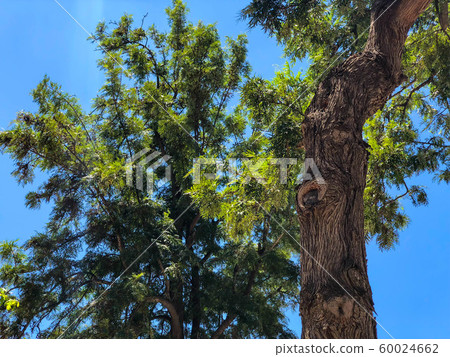 A green tree against a sky.  60024662