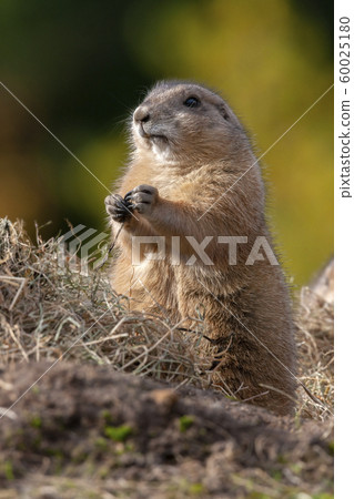 Columbian Ground Squirrel - Canada Columbian Ground Squirrel - Canada 60025180