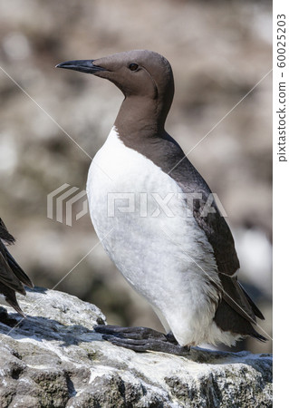 Guillemot - Island of Lunga - Scotland 60025203